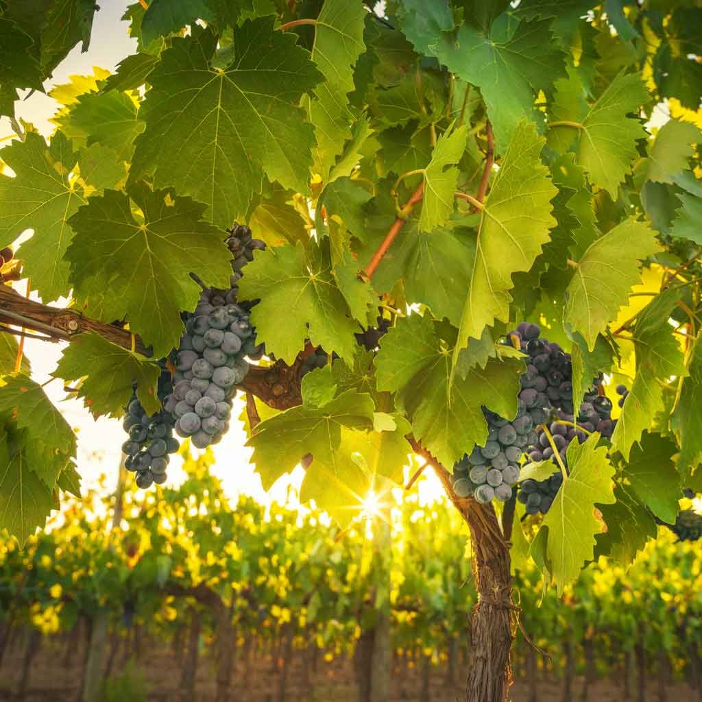 Vine dedication Tosca vineyard