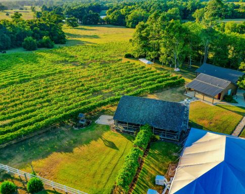 tosca-vineyard-vineyard-tent-overhead